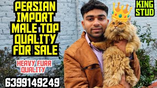 😍IMPORT QUALITY PERSIAN CAT ONLINE ❣️