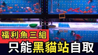 福利魚三組～需到站自取  (全部已售出)