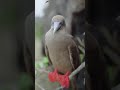 Bird Paradise | Galápagos Islands | Lindblad Expeditions