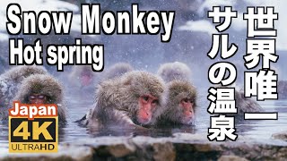 4K Snow Monkey Hot spring 2023 Snowfall 地獄谷野猿公苑 温泉猿 Nagano Japan only in the world