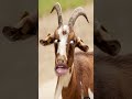 #funny #funnyanimalsounds #cow #animalssounds #cat #animals #comedy #goat #animal #cute