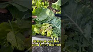 Garden Update!! Grown from seed! Like \u0026 Follow for More!! #asmr #grow #gardening #homegarden #garden