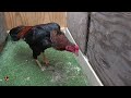 thai game fowl rooster qaib thaib ncaws zoo