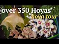 Hoya tour 2023: See MORE of my collection of over 350 hoyas in one room | Episode 2