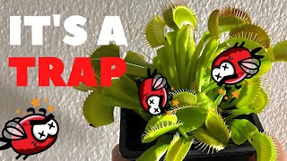 Learning Chinese Characters Through Plants! Ft. Venus Flytrap. 捕蝇草