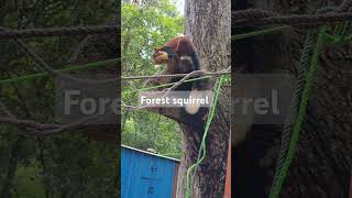 #Forest squirrel #Animal lover#feed animals#protect animals #love #telugusongs #entertainment