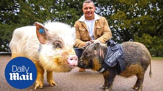 Man reveals what life with adorable mini pigs is like