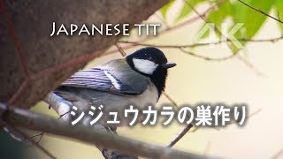 野鳥撮影・ 巣作り中のシジュウカラを発見！