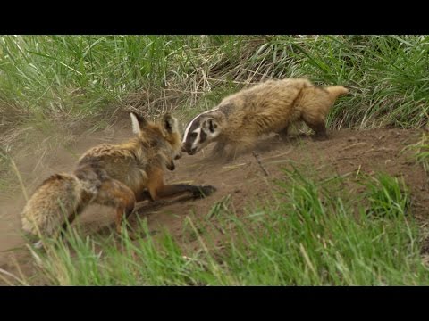A Fox And A Badger Fight In Yellowstone The Whole Story Youtube