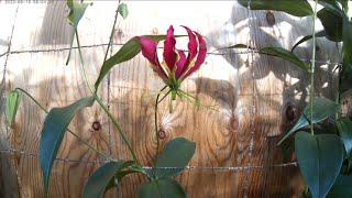 Timelapse of a Gloriosa flower blooming, then a second flower joins in.