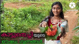 കാട്ടുതെച്ചി ll Ixora ll Rakthala in Sanskrit ll