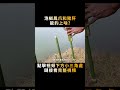 泡椒鳳爪和新鮮豬肝，扔在恒河裏釣魚，每一釣都意想不到 shorts