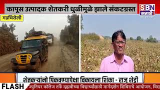 GADCHIROLI | गडचिरोली जिल्ह्यात कापूस उत्पादक शेतकरी धुळीमुळे झाले संकटग्रस्त, लाल झालाय कापूस