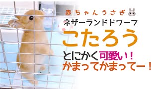 とにかく可愛いかまってください！うさぎのエサくださいの舞🐰ネザーランドドワーフの赤ちゃんうさぎ「こたろう」