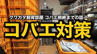 コバエ根絶までの道のり 発生後の対策について【クワガタ飼育】