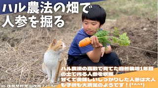 ハル農法の畑で人参を掘る【里山再生・土壌改善・里山体験受付中】