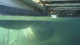 Horny Manatee Mounts Boat