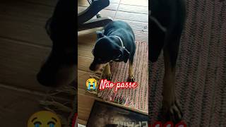 😭 NÃO PASSE ESSE VÍDEO #dog #coment #comenta #subscribemychannel #petlover #animallover #cachorro