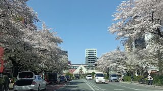 お花見ドライブ＞＞＞　快晴！東京都国立市　矢川-桜通り-大学通り-往復