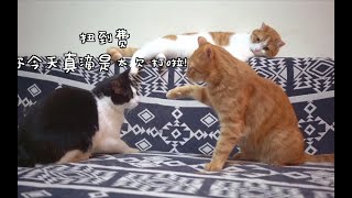 #重庆话萌宠配音#第二季之【扭到费得了夏怒症】