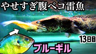 ガリガリのライギョがブルーギルを丸のみ？！【やせすぎ雷魚13日目】