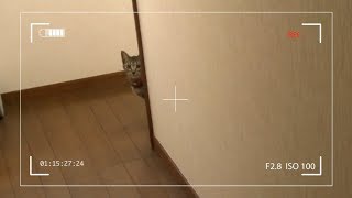 うにゃうにゃ言いながら近づいてくる怪猫 保護150日目 Rescue a kitten. The 150th day.