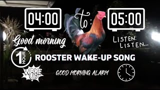 Sounds of Rooster Crowing From 4:00 A.M to 5:00 A.M  Good Morning Wake-Up Call Song