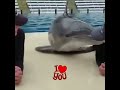 Çapkın yunus flirtatiousdolphin dolphin flirtatios kiss