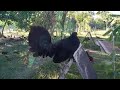 Black Devil  Warhorse by Black Color Game Fowl...