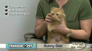 Pet of the Week: Sunny Dee