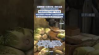 近期韓國大白菜價格上漲約五成 ，韓國多家企業中斷泡菜銷售，韓國緊急進口中國產大白菜，本周五首批約16噸規模的中國產大白菜將運抵韓國，主要供應給餐廳和食品加工企業等