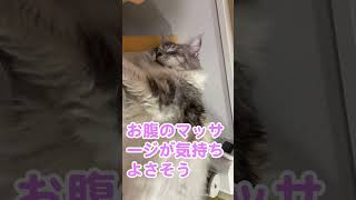 少年に甘える大型猫。お腹のもふもふが気持ち良い#メインクーン#shorts