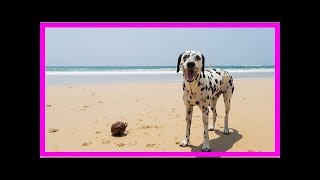 Urlaub mit Hund in Deutschland \u0026 Europa: Die 10 beliebtesten Reiseziele