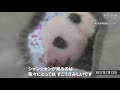 シャンシャンありがとう、伝えたい　迫る中国返還、上野動物園・福田園長に聞く