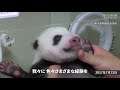 シャンシャンありがとう、伝えたい　迫る中国返還、上野動物園・福田園長に聞く