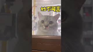 十大美德，你家猫占了几个？ #宠物猫 #貓咪 #寵物 #宠物猫 #貓咪 #寵物 #猫 #cat #萌宠 #猫 #萌宠 #猫咪的迷惑行为 #猫咪的迷惑行为 #喵星人 #pets #喵星人 #貓