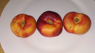 Flat Nectarine (Prunus persica)