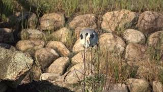 野鳥観察・野鳥動画・野鳥撮影・子育て・アオサギ