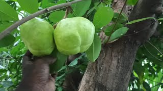 Sundarban fruits (সুন্দরবনের পশুর গাছের ফল)#Our_Surroundings_Activity