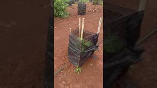 ចំការកាកាវ មណ្ឌល់គីរី Cambodia Cacao farm Mundulkiri