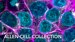 Inside the Allen Cell Collection