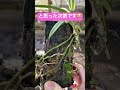 【屋外の風蘭】去年も屋外だった風蘭達