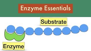 Enzyme Essentials- Exam Feedback-Leaving Cert Biology Enzymes