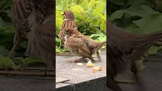 子チュン、一瞬で飛び立つ✨ A baby sparrow immediately flies away.