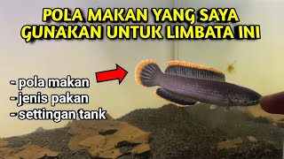 POLA MAKAN BISA NGARUH?? | Pola Makan Dan Settingan Tank Supaya Rim Limbata Bisa Tebal