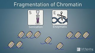 How to Choose: Enzymatic or Sonication Protocol for ChIP