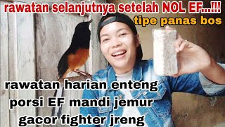 cara paling mudah merawat murai batu sehat berkualitas, rawatan murai gacor fighter power full emosi