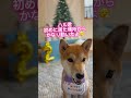 移動する柴犬が可愛い shorts shiba youtubeshorts shortvideo 柴犬 cutedog 可愛い犬 dog わんこ かわいい クリスマス