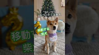 移動する柴犬が可愛い#shorts #shiba #youtubeshorts #shortvideo #柴犬#cutedog #可愛い犬 #dog #わんこ #かわいい #クリスマス