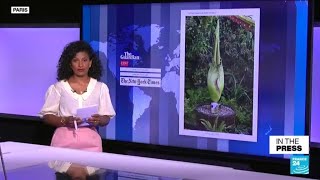 Titan's Penis flower in full bloom at French park in once-in-a-decade event • FRANCE 24 English